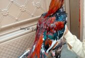 Laka aseel breeder best for breeding