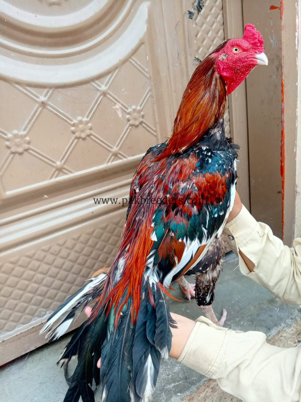 Laka aseel breeder best for breeding