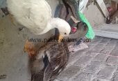 Healthy Duck Pair – Male & Female – 6 Months Old