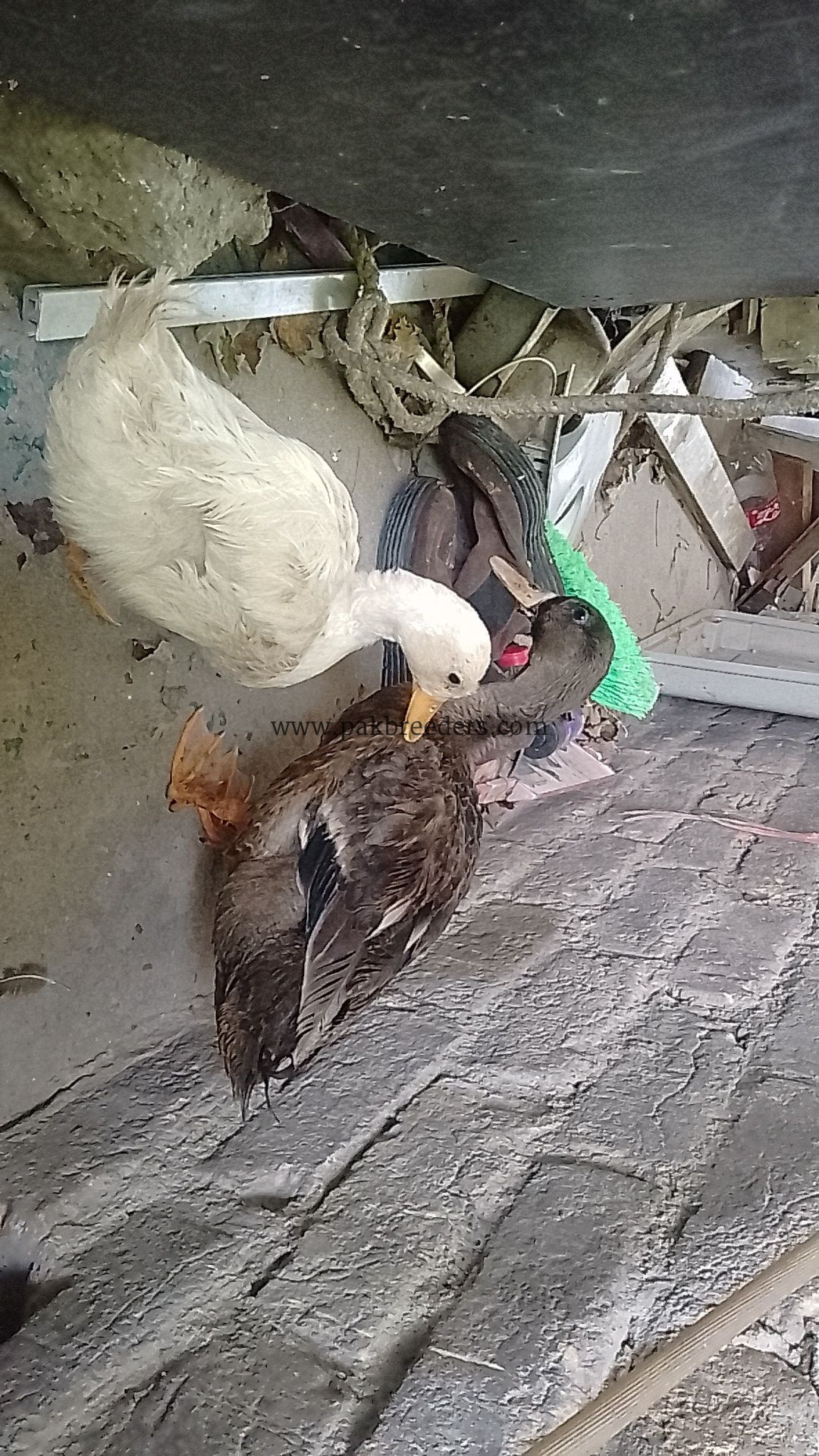 Healthy Duck Pair – Male & Female – 6 Months Old
