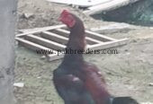 Aseel pair for sale on gujrat