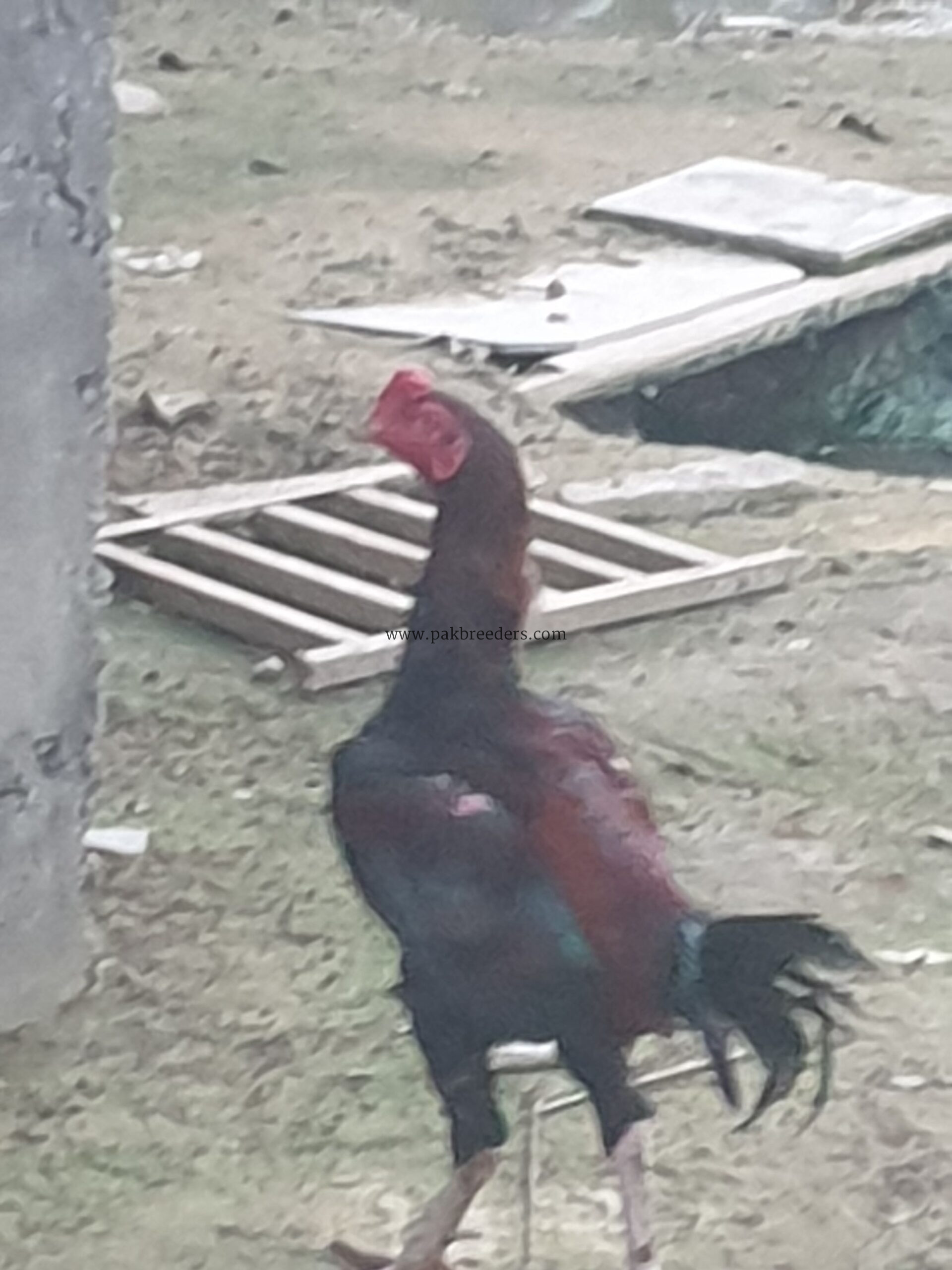 Aseel pair for sale on gujrat