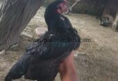 Aseel pair for sale on gujrat