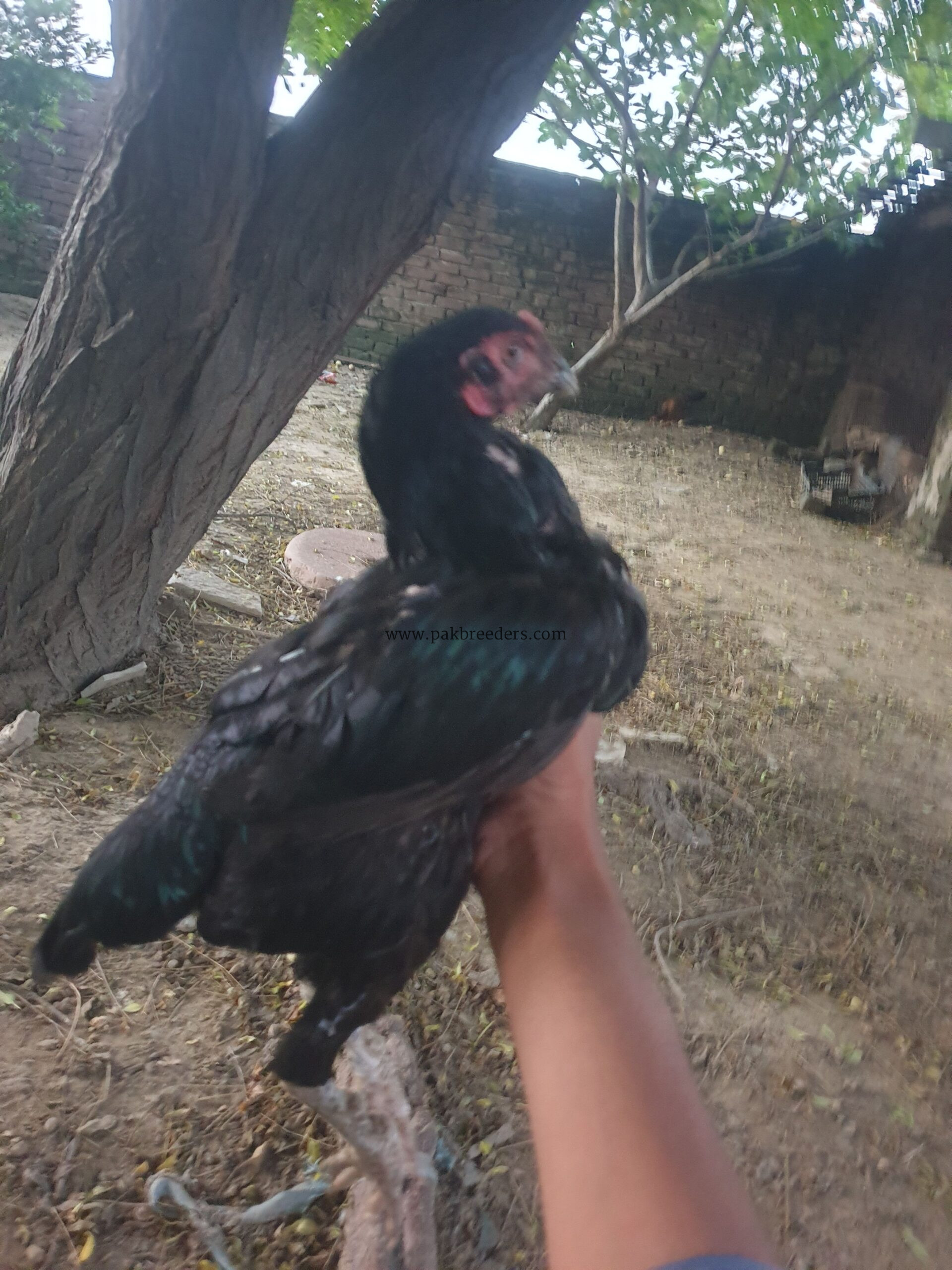 Aseel pair for sale on gujrat