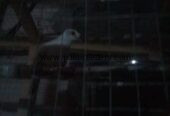 Dove breeder pair ha