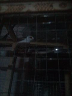 Dove breeder pair ha