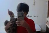 Aseel mianwali and heera for sale prize of all