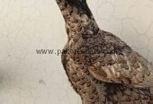 🔥 Pure Thai Female Aseel – 2 Years