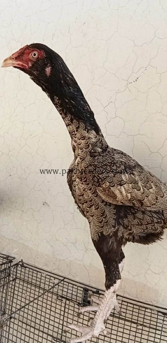 🔥 Pure Thai Female Aseel – 2 Years