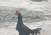 Aseel pair for sale on gujrat
