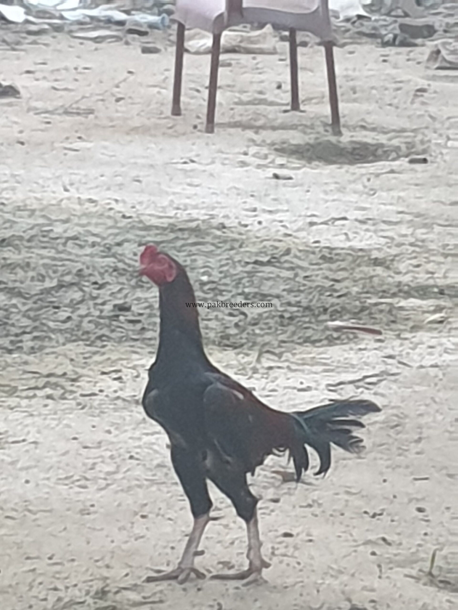 Aseel pair for sale on gujrat