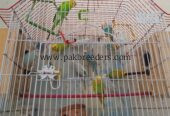 Australian parot adult