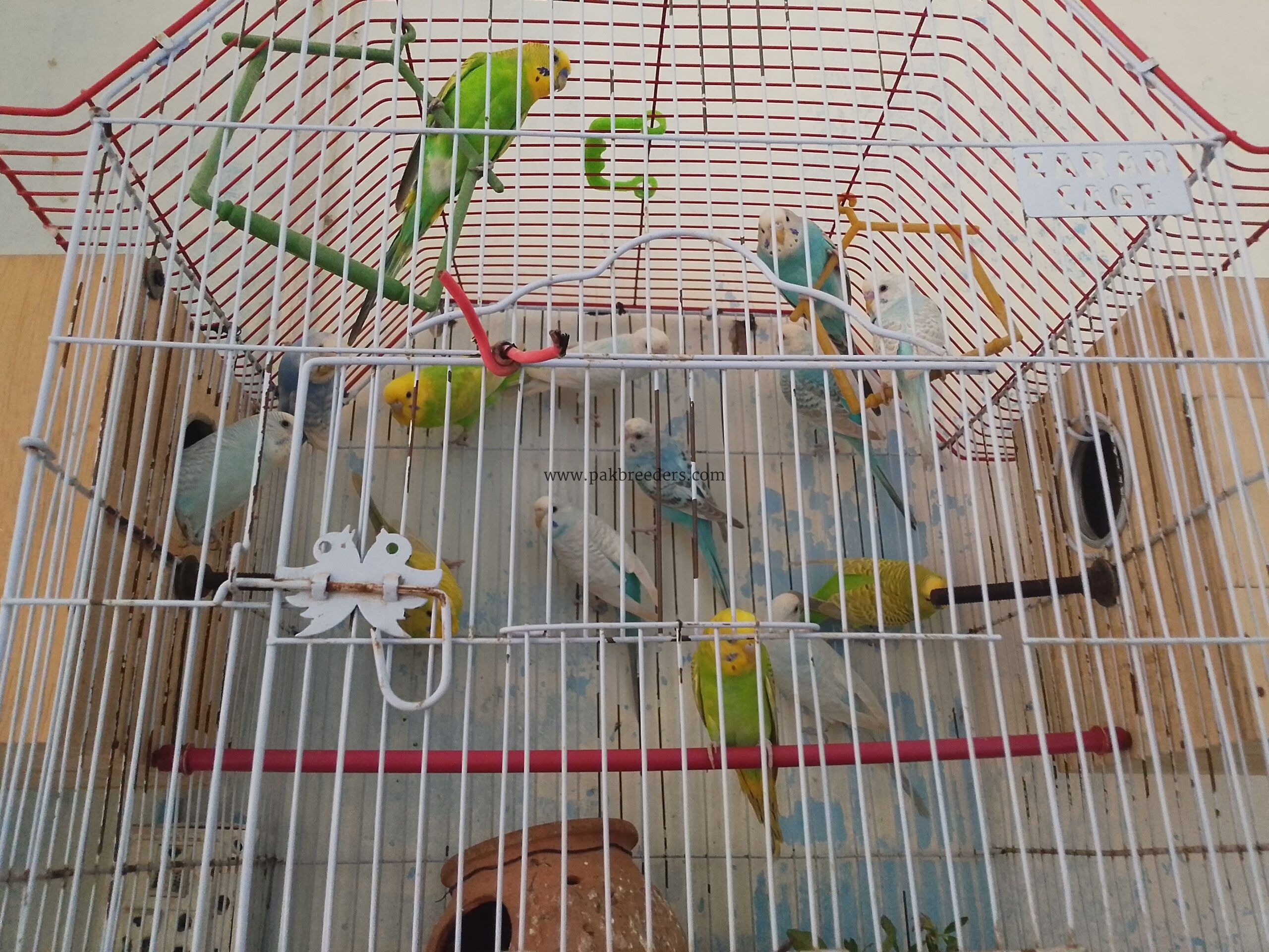 Australian parot adult