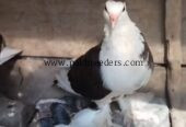 Top quality sharazi