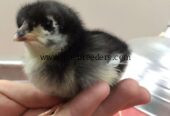 Pure Black Australorp Chicks for Sale | Healthy & Active