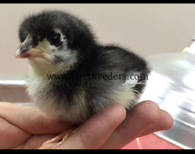 Pure Black Australorp Chicks for Sale | Healthy & Active