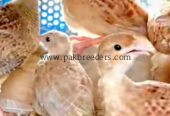 Irani tetar for sale location khushab