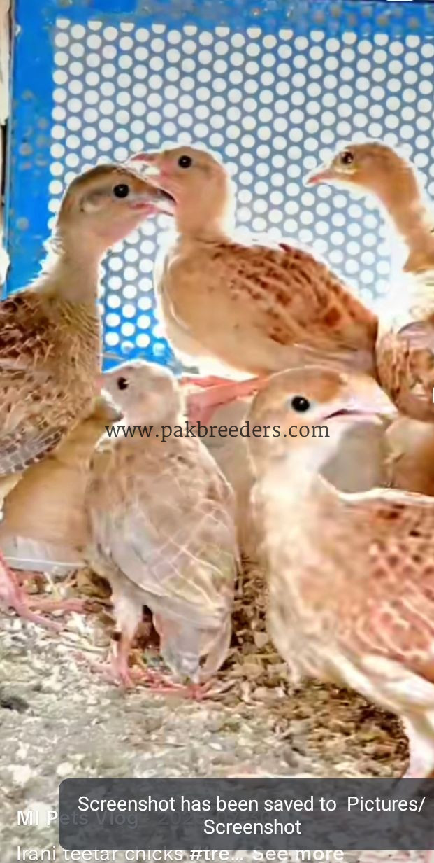 Irani tetar for sale location khushab