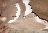 fancy pigeon gandedar