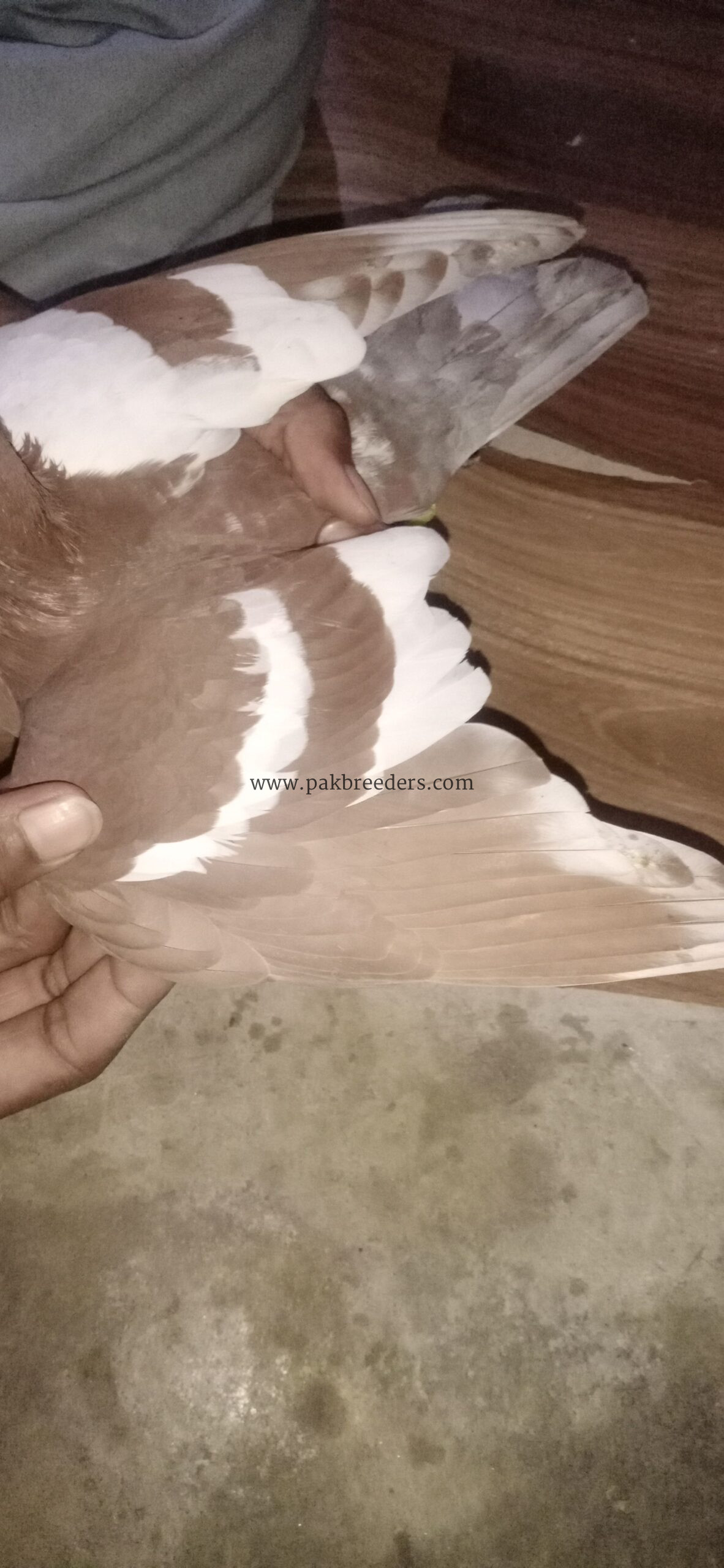 fancy pigeon gandedar
