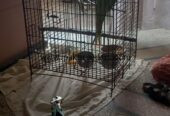 Ringneck Breeder Female
