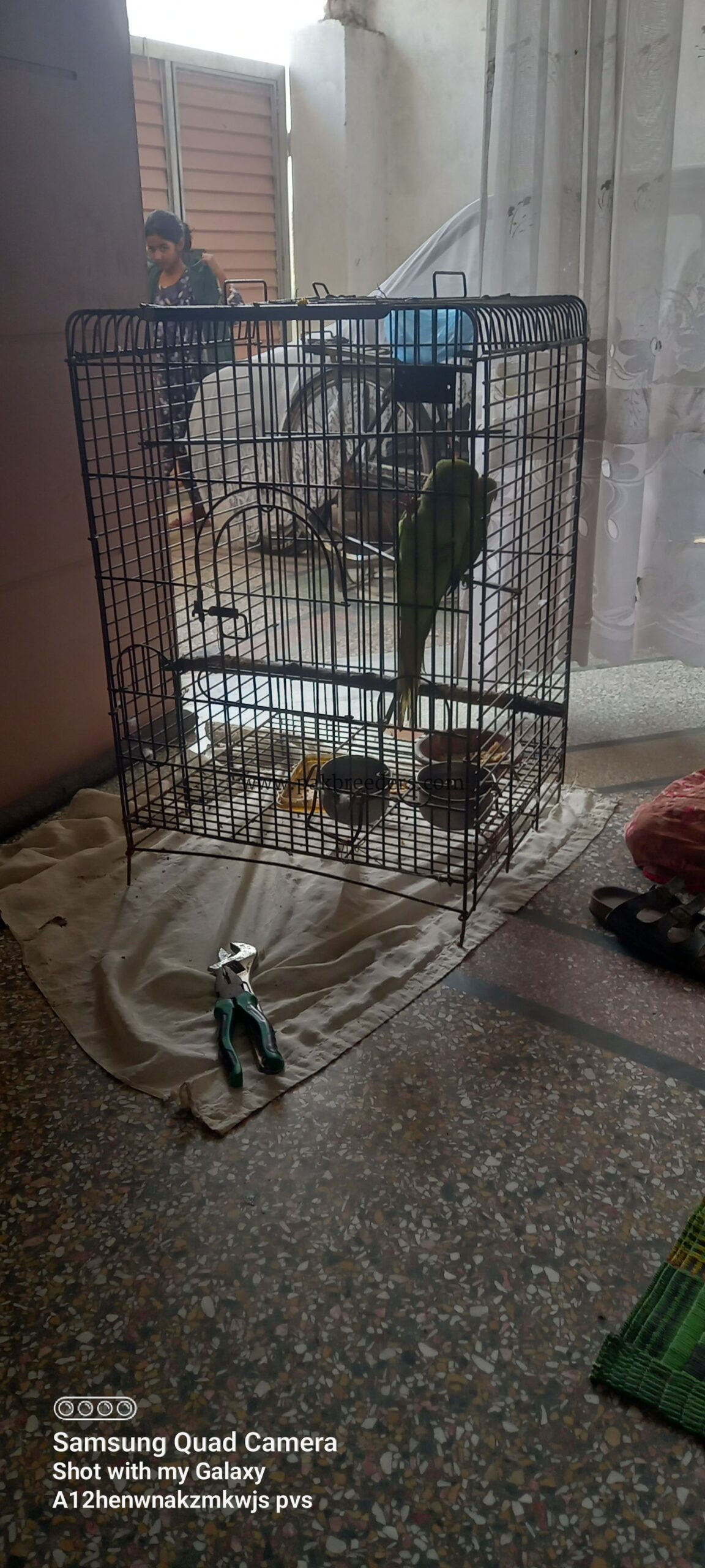 Ringneck Breeder Female