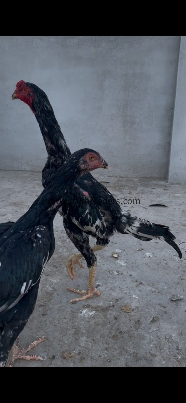 Aseel shamo black male