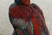 🔥 Pure Mianwali Male Aseel – 2 Years