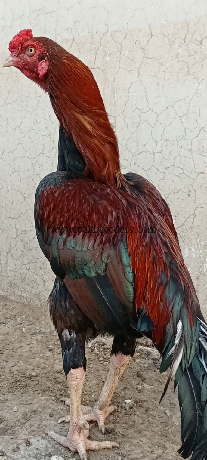 🔥 Pure Mianwali Male Aseel – 2 Years