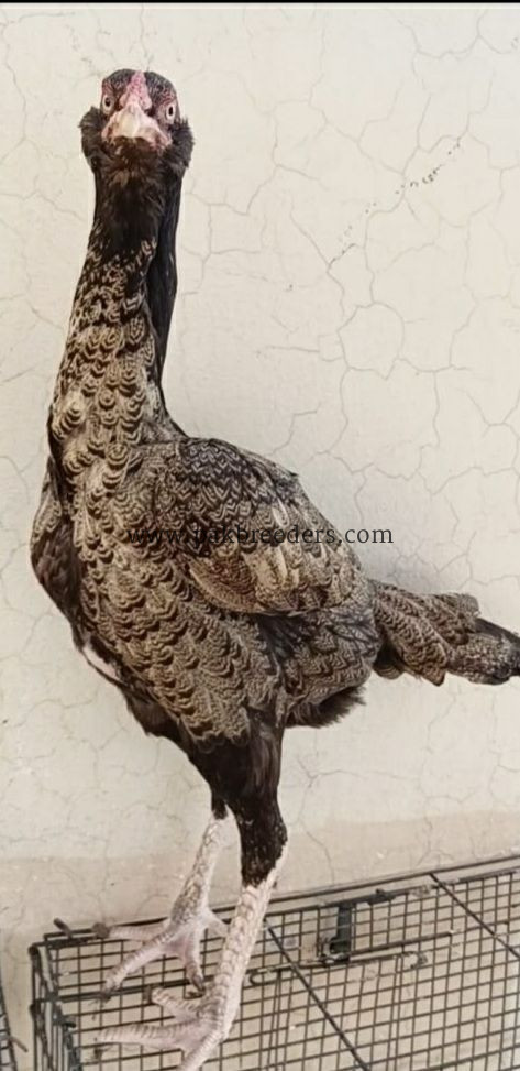🔥 Pure Thai Female Aseel – 2 Years