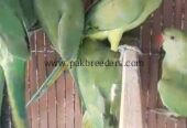 RingNeck Parrots For Sale