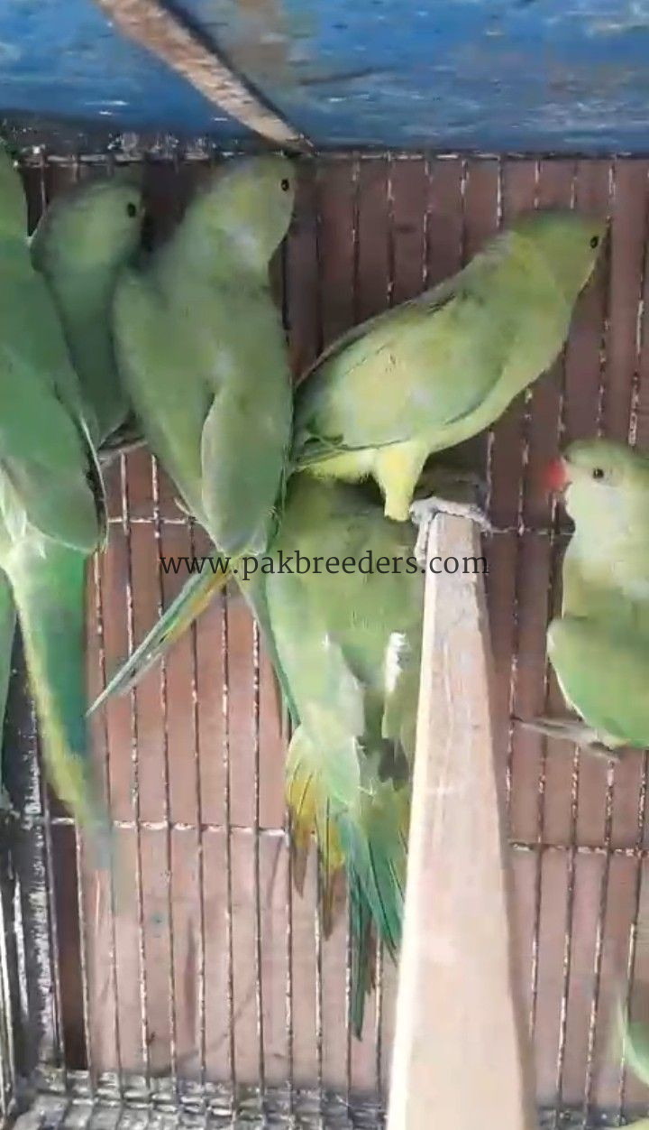 RingNeck Parrots For Sale