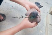 🕊️ Gola Kabootar — 10 Kabootar Available 🕊️