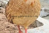 Irani tetar for sale location khushab