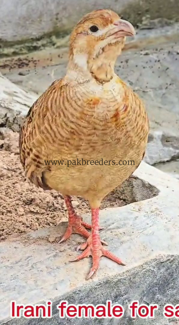 Irani tetar for sale location khushab