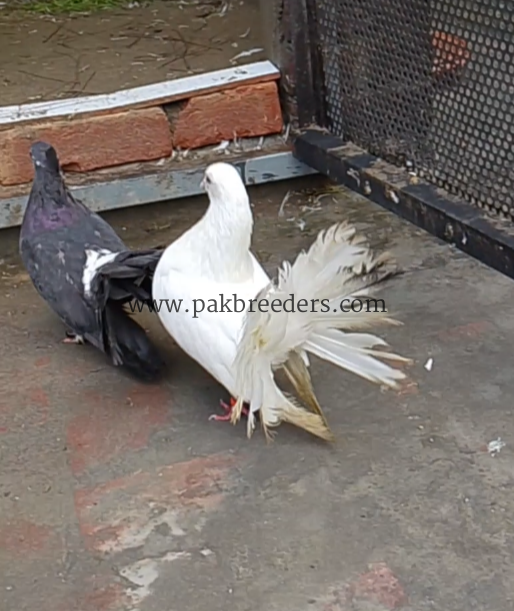 Breeder Pair 03227423050