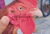 Bengum aseel for sale