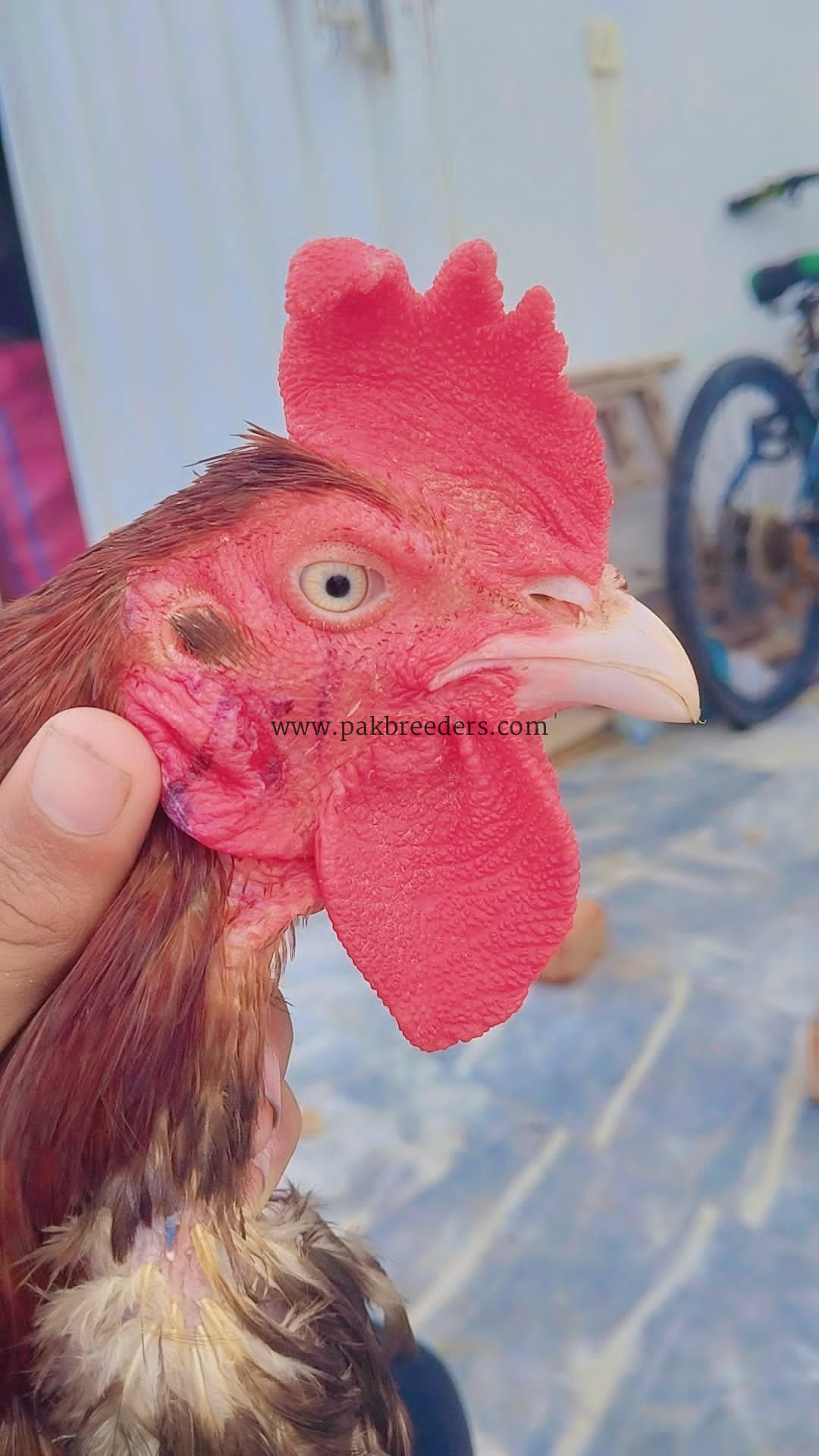 Bengum aseel for sale