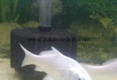 Pure White koi pair