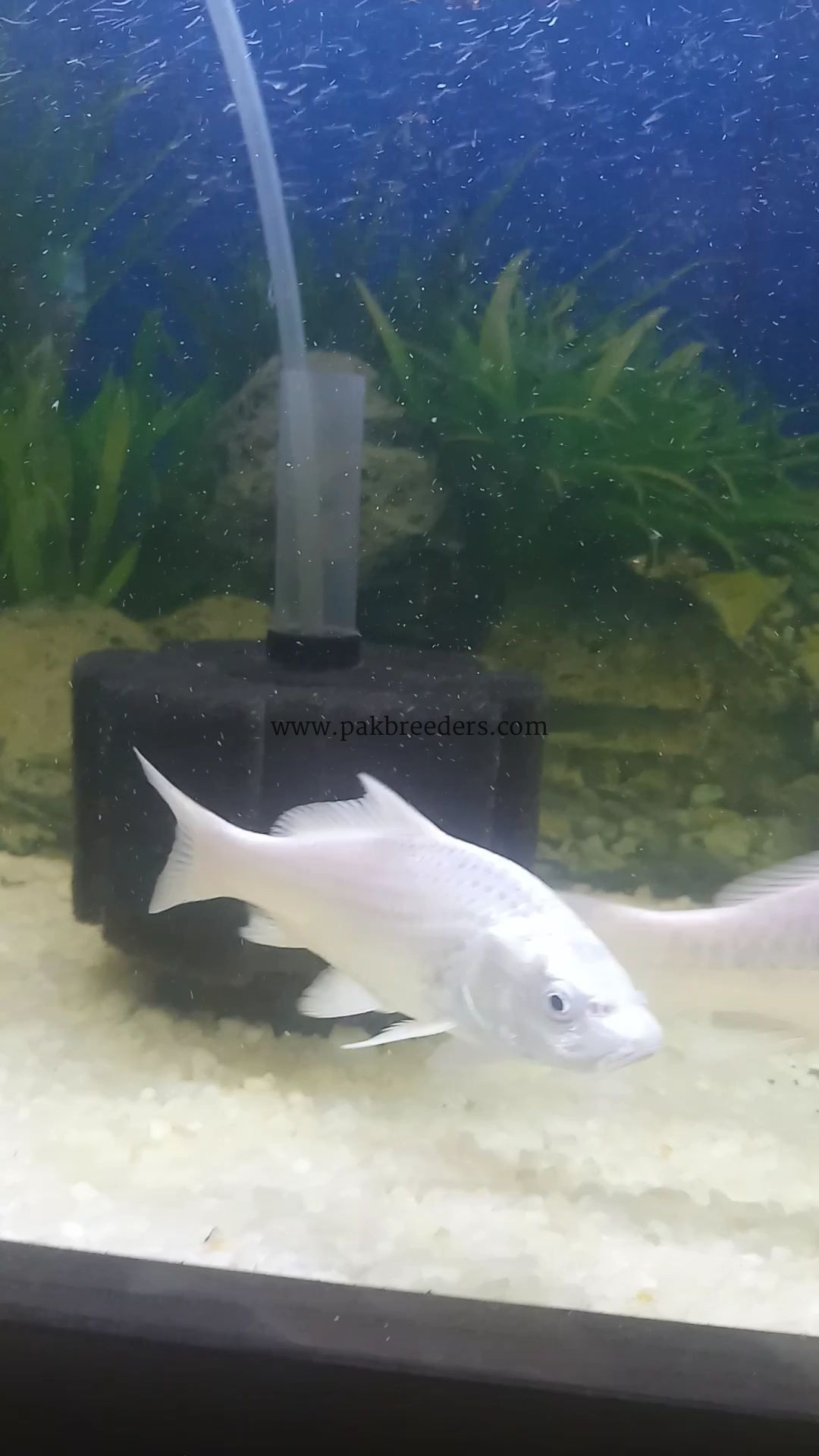 Pure White koi pair