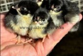 Pure Black Australorp Chicks for Sale | Healthy & Active