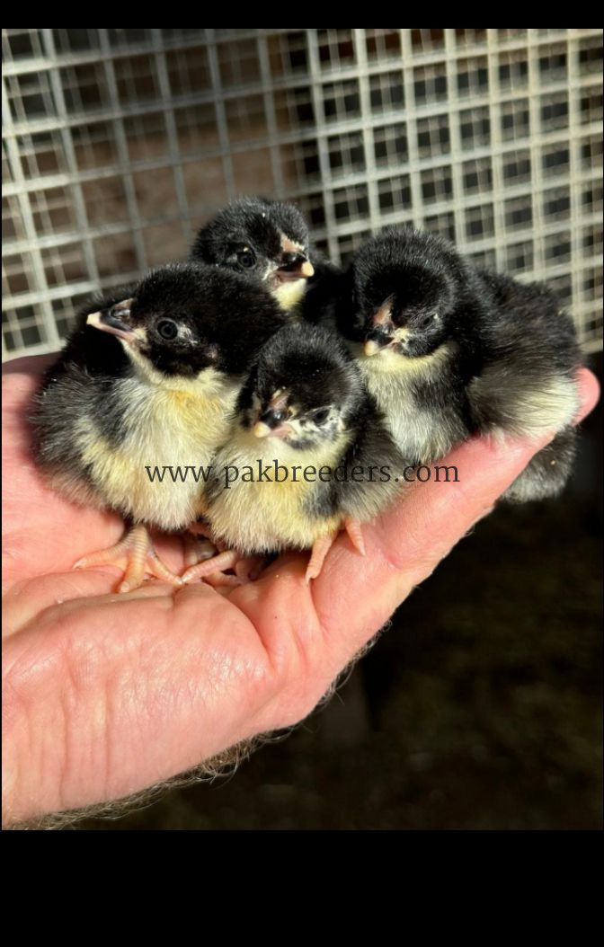 Pure Black Australorp Chicks for Sale | Healthy & Active