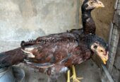 High Quality Aseel Madia 5 piece