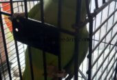 Ringneck Breeder Female