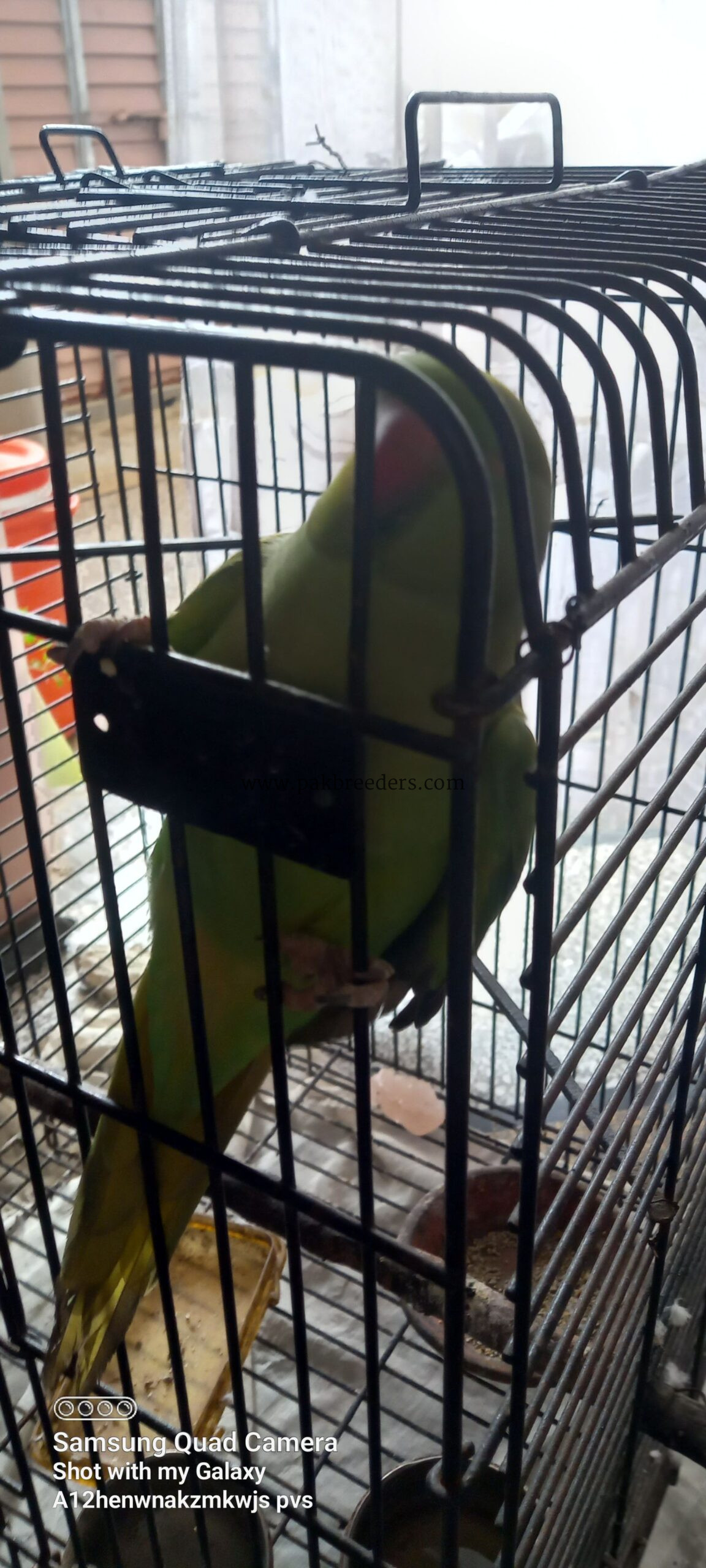 Ringneck Breeder Female