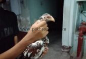 Pure aseel fighter murga ka bacha ha video available ha murga ki larai ki