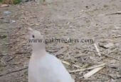 White Irani female full breeder