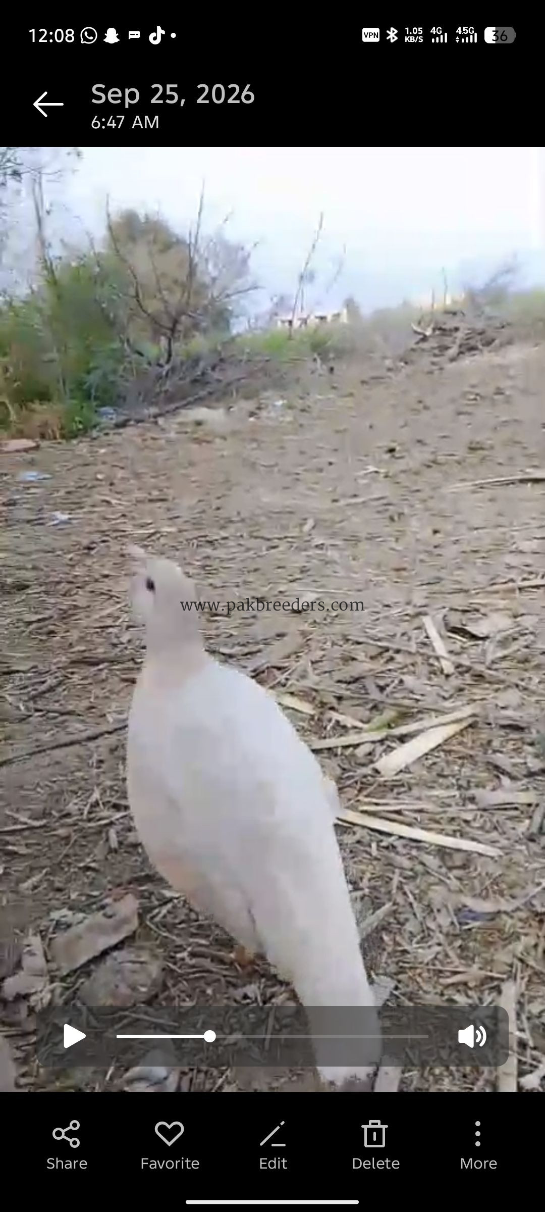 White Irani female full breeder