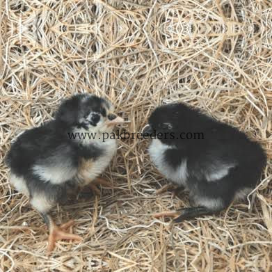 Black austerlop chicks available