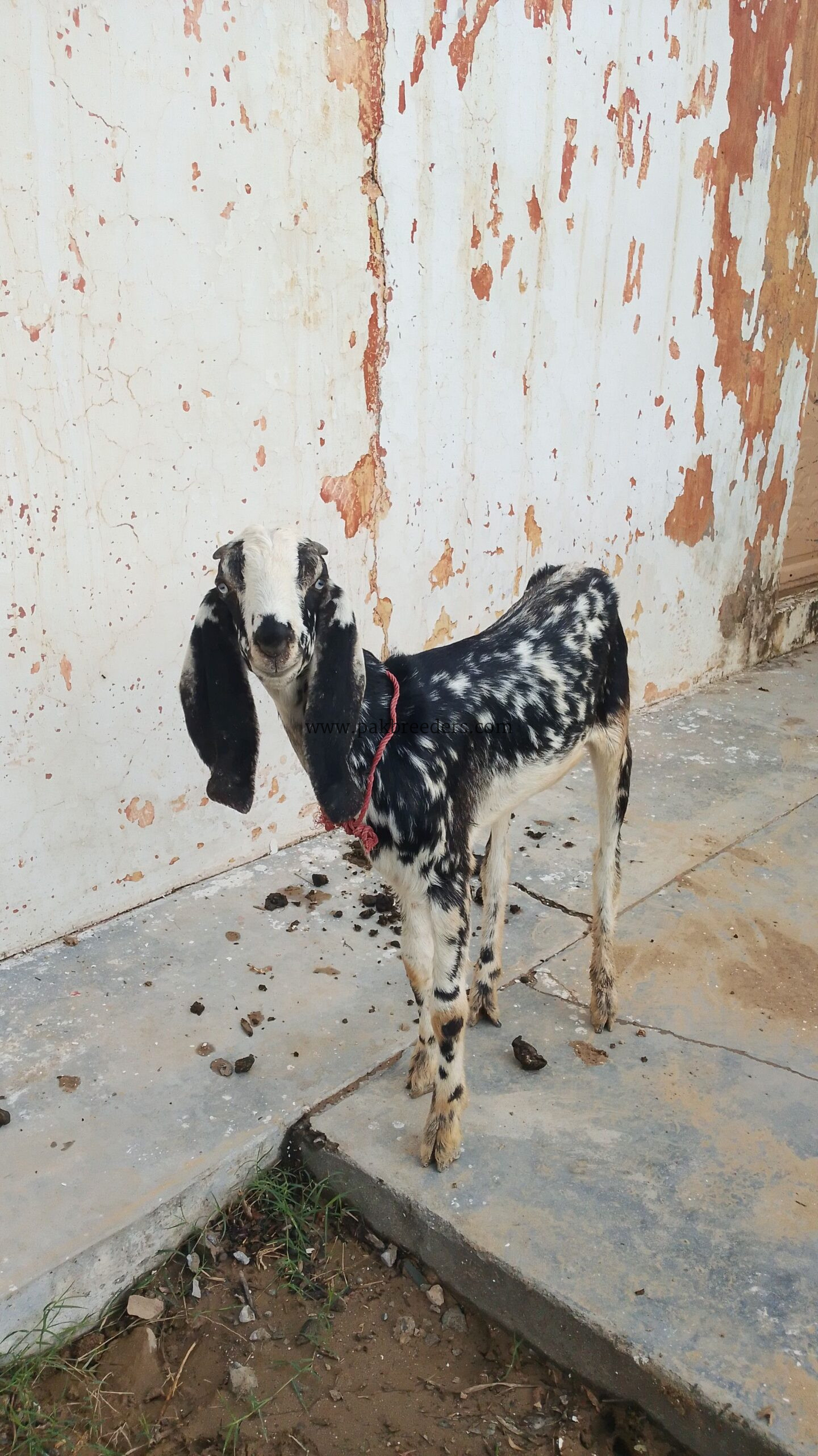 Goat ( makhi cheeni)